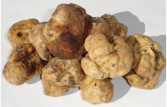 Tartufo bianchetto: profumo e gusto per tutti